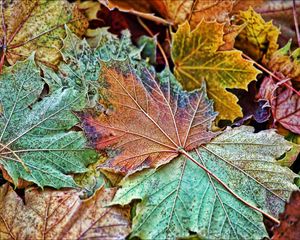 Preview wallpaper maple, leaves, frost, autumn, macro