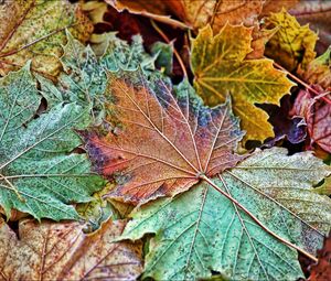 Preview wallpaper maple, leaves, frost, autumn, macro
