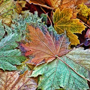 Preview wallpaper maple, leaves, frost, autumn, macro