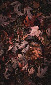 Preview wallpaper maple, leaves, grass, autumn