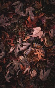 Preview wallpaper maple, leaves, grass, autumn