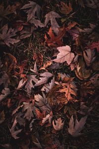 Preview wallpaper maple, leaves, grass, autumn