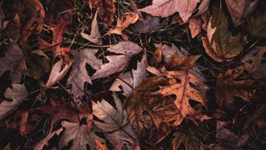 Preview wallpaper maple, leaves, grass, autumn