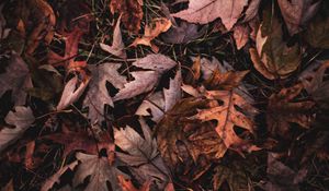 Preview wallpaper maple, leaves, grass, autumn