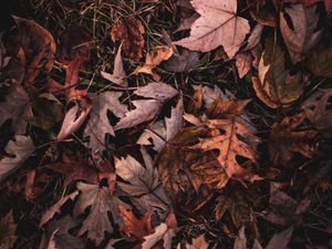 Preview wallpaper maple, leaves, grass, autumn