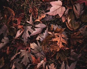 Preview wallpaper maple, leaves, grass, autumn