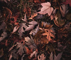 Preview wallpaper maple, leaves, grass, autumn