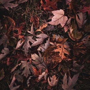 Preview wallpaper maple, leaves, grass, autumn
