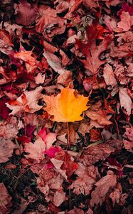 Preview wallpaper maple, leaves, grass, autumn, macro