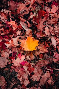 Preview wallpaper maple, leaves, grass, autumn, macro