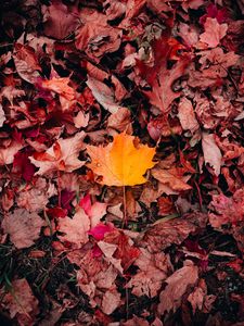 Preview wallpaper maple, leaves, grass, autumn, macro