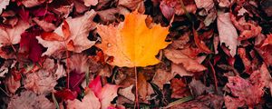Preview wallpaper maple, leaves, grass, autumn, macro