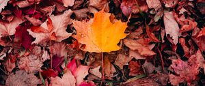 Preview wallpaper maple, leaves, grass, autumn, macro