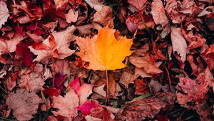 Preview wallpaper maple, leaves, grass, autumn, macro