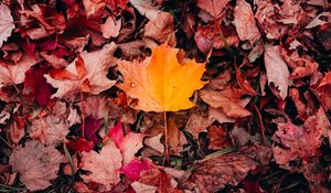 Preview wallpaper maple, leaves, grass, autumn, macro