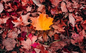 Preview wallpaper maple, leaves, grass, autumn, macro