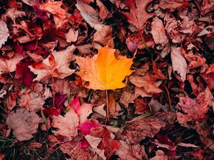 Preview wallpaper maple, leaves, grass, autumn, macro