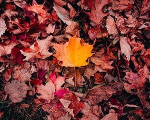 Preview wallpaper maple, leaves, grass, autumn, macro