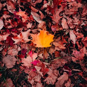 Preview wallpaper maple, leaves, grass, autumn, macro