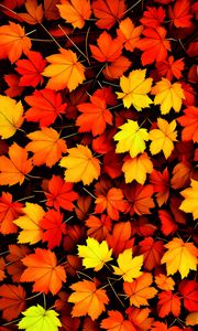 Preview wallpaper maple leaves, leaves, autumn, background, orange