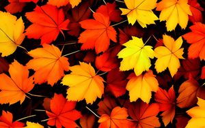 Preview wallpaper maple leaves, leaves, autumn, background, orange