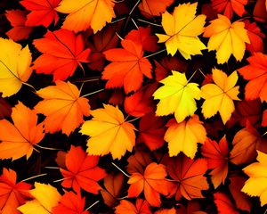 Preview wallpaper maple leaves, leaves, autumn, background, orange