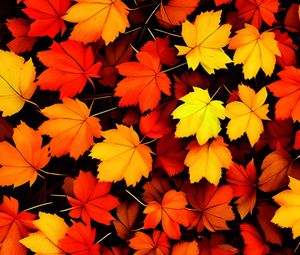 Preview wallpaper maple leaves, leaves, autumn, background, orange