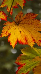 Preview wallpaper maple leaves, leaves, autumn, blur