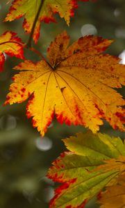 Preview wallpaper maple leaves, leaves, autumn, blur