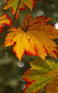 Preview wallpaper maple leaves, leaves, autumn, blur