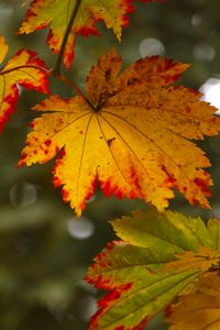 Preview wallpaper maple leaves, leaves, autumn, blur