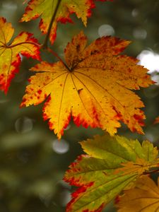 Preview wallpaper maple leaves, leaves, autumn, blur