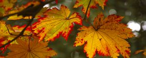 Preview wallpaper maple leaves, leaves, autumn, blur