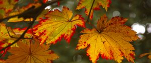 Preview wallpaper maple leaves, leaves, autumn, blur