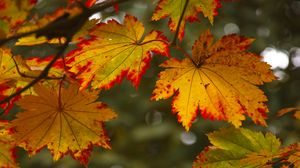 Preview wallpaper maple leaves, leaves, autumn, blur