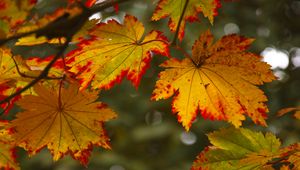 Preview wallpaper maple leaves, leaves, autumn, blur