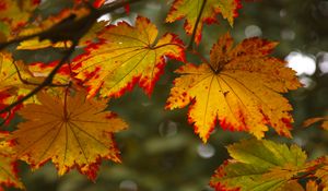 Preview wallpaper maple leaves, leaves, autumn, blur