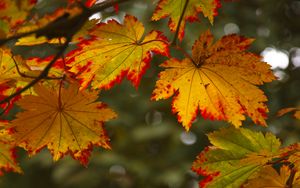 Preview wallpaper maple leaves, leaves, autumn, blur