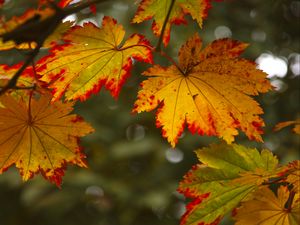 Preview wallpaper maple leaves, leaves, autumn, blur