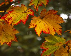 Preview wallpaper maple leaves, leaves, autumn, blur