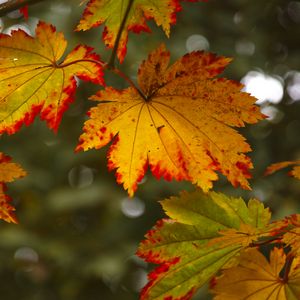 Preview wallpaper maple leaves, leaves, autumn, blur