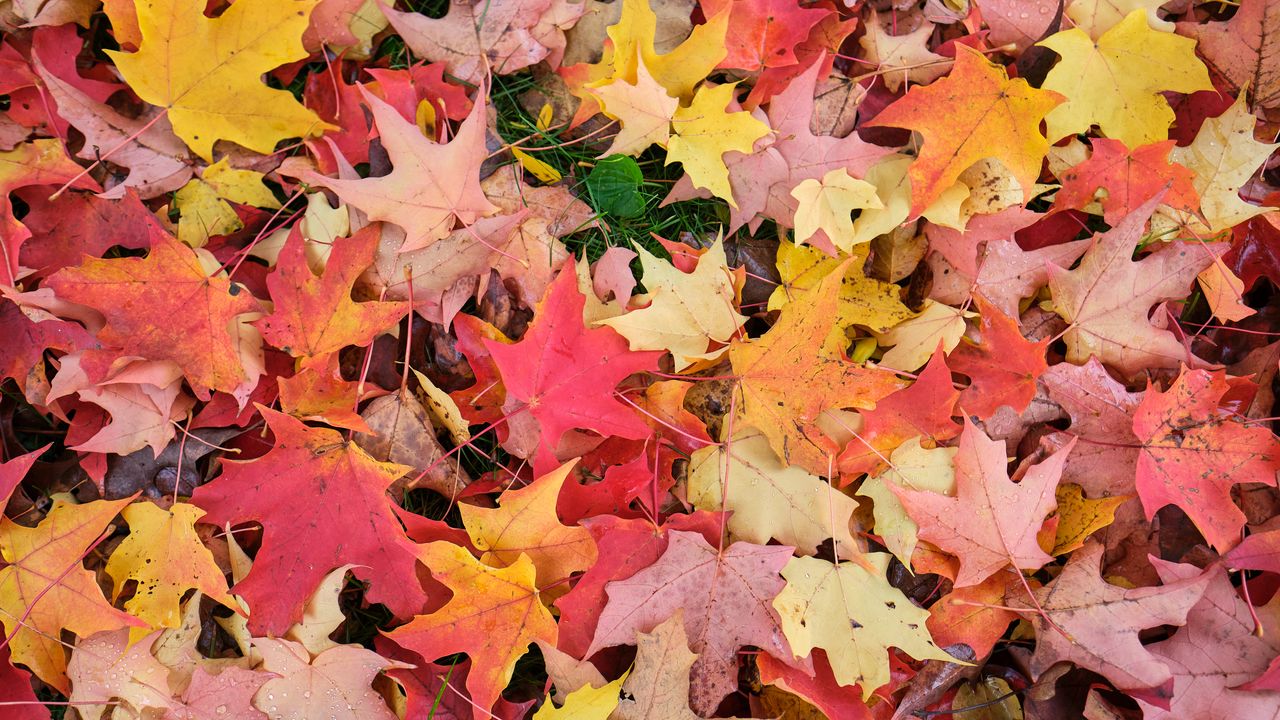 Wallpaper maple leaves, leaves, fallen leaves, autumn