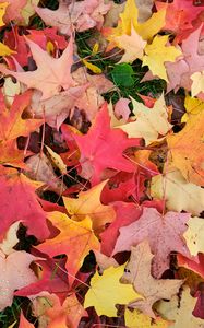 Preview wallpaper maple leaves, leaves, fallen leaves, autumn