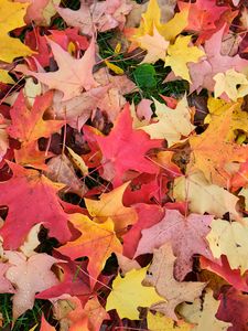 Preview wallpaper maple leaves, leaves, fallen leaves, autumn