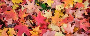 Preview wallpaper maple leaves, leaves, fallen leaves, autumn