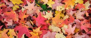 Preview wallpaper maple leaves, leaves, fallen leaves, autumn