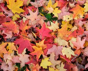 Preview wallpaper maple leaves, leaves, fallen leaves, autumn