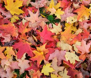 Preview wallpaper maple leaves, leaves, fallen leaves, autumn