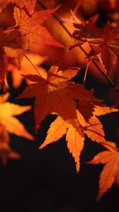 Preview wallpaper maple leaves, leaves, macro, autumn, orange