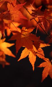 Preview wallpaper maple leaves, leaves, macro, autumn, orange